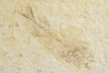Three Juvenile Phareodus Fish Fossils - Wyoming #320195-2